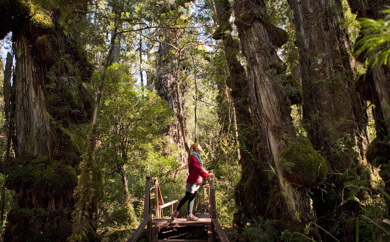 Corral, sendero los alerces, reserva costera valdiviana copia