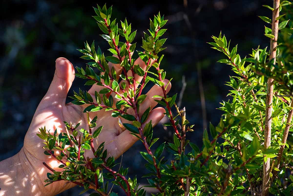 ReservaPilunkura12 copia