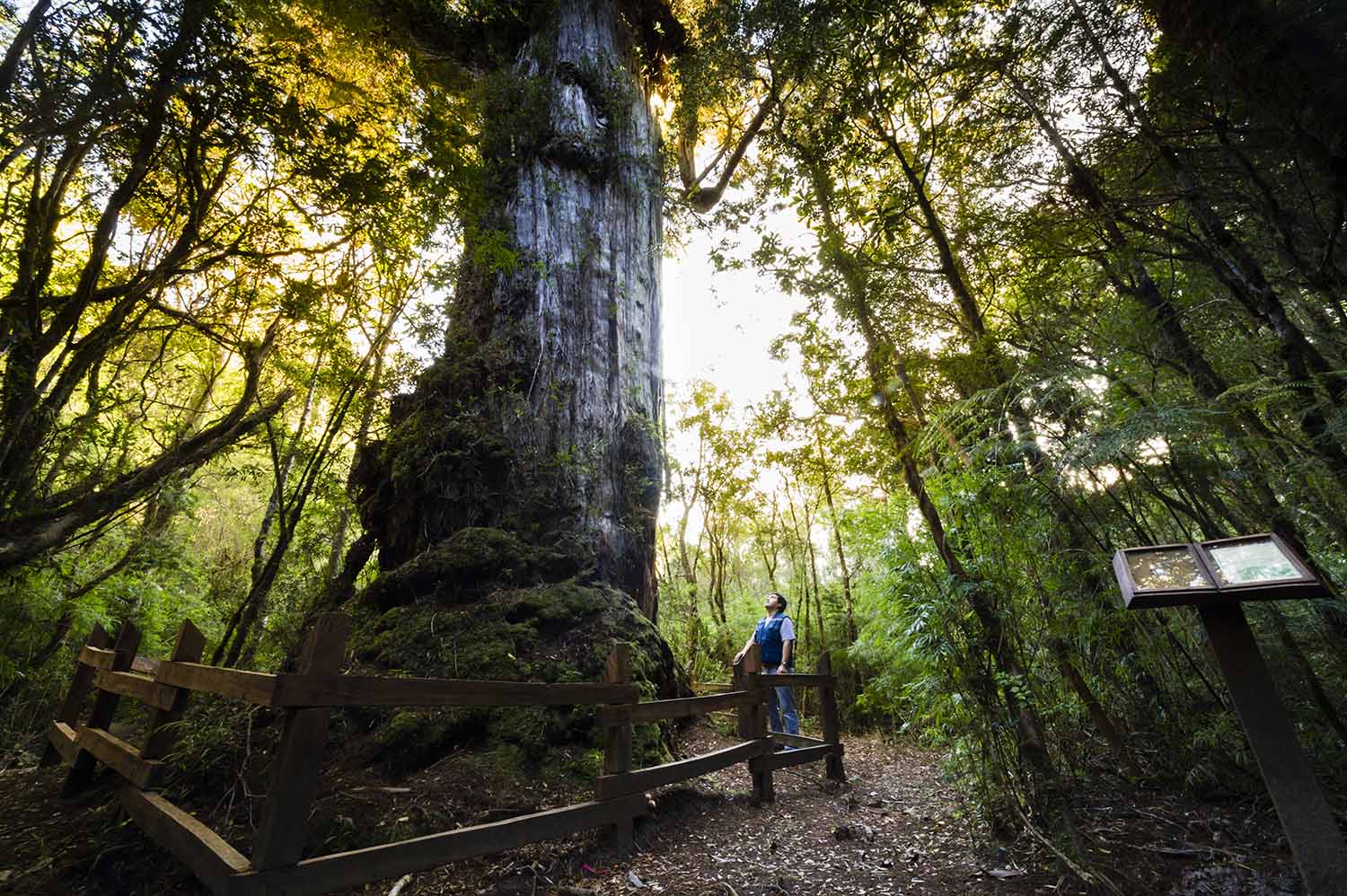 (ALL INTERNAL RIGHTS, LIMITED EXTERNAL RIGHTS) March 2012. Erwin Ovando, one of the Valdivian Coastal Reserve park guards, standing among Alerce trees (Fitzroya cupressoides), which can grow up to 4,000 years old making them the second oldest growing tree species in the world, Valdivian Coastal Reserve, Los Rios, Chile. Photo credit: ©2012 Nick Hall