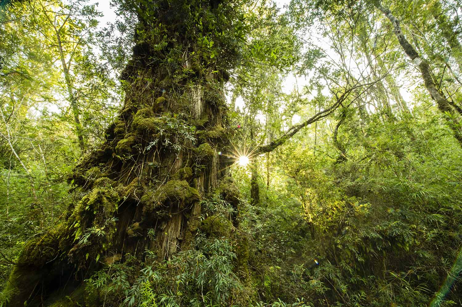 (ALL INTERNAL RIGHTS, LIMITED EXTERNAL RIGHTS) March 2012. Alerce trees (Fitzroya cupressoides) which can grow up to 4,000 years old in the Valdivian Coastal Reserve near Chaihuin Village, Los Rios, Chile. Photo credit: ©2012 Nick Hall