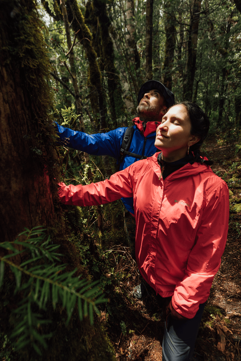 Dos visitantes observan el bosque nativo cubierto de musgo en la selva valdiviana de la Región de Los Ríos