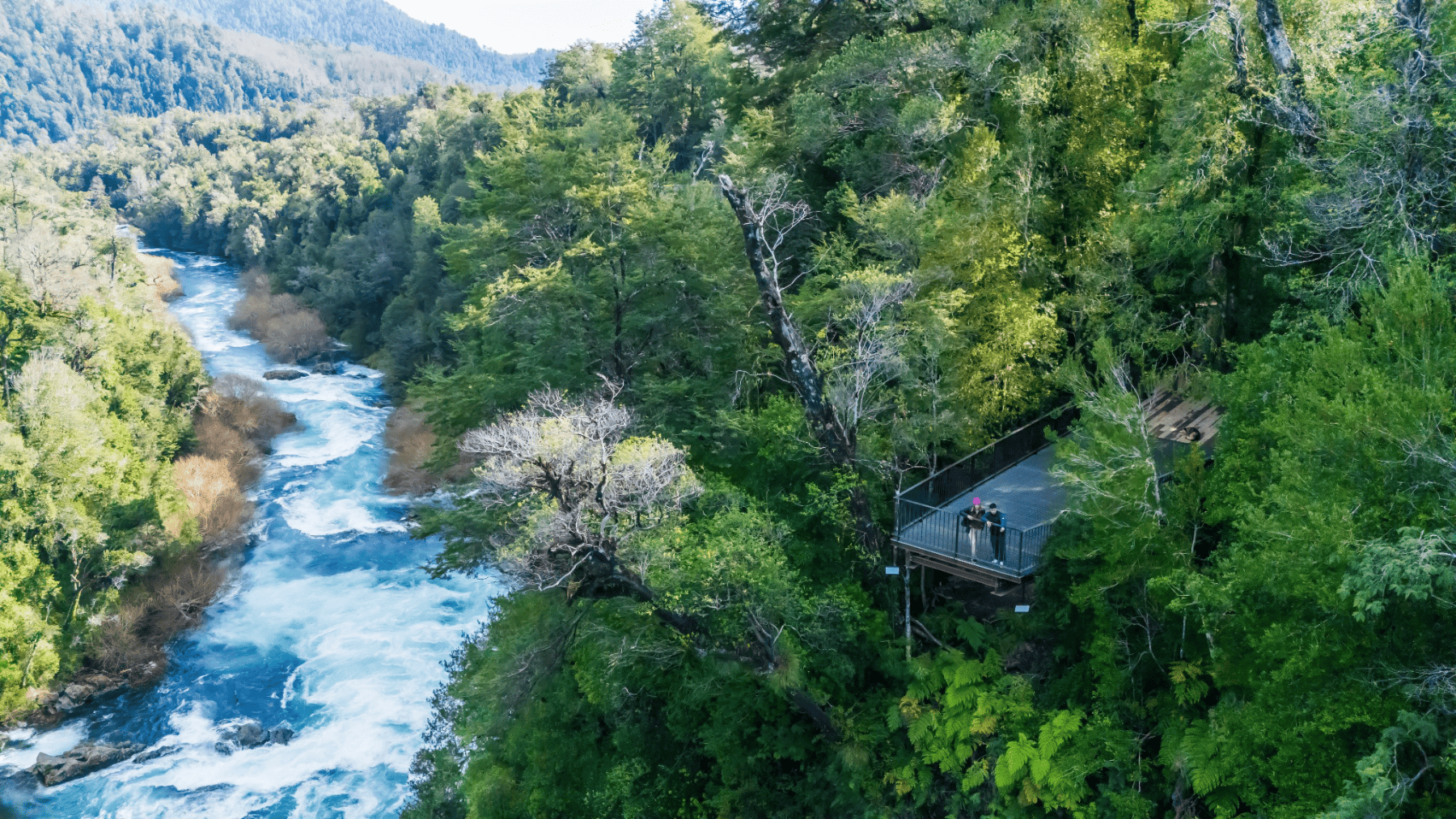 Vista aérea de un río turquesa rodeado de bosque nativo valdiviano, con un mirador de madera sobre el cauce